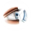 Cornea Vector 110X110